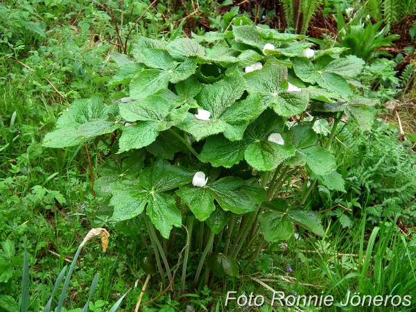 Fotblad podophyllum